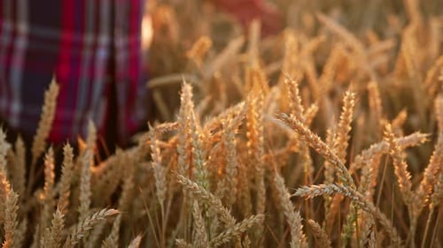 Golden Wheat Field at Sunrise