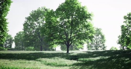Lush Green Trees Tower Over a Sunlit Field Creating a Serene Atmosphere