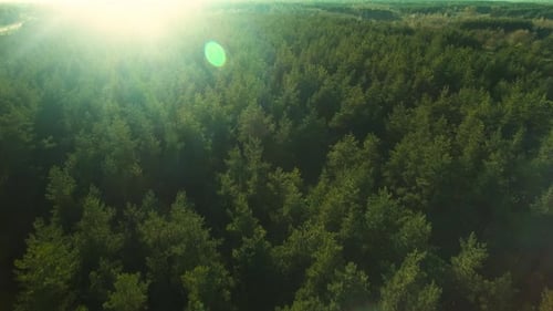 Aerial Shot of a Beautiful Dense Summer Forest on a Sunny Day.