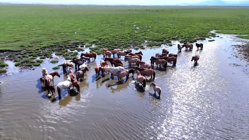 Horses Cooling in a River
