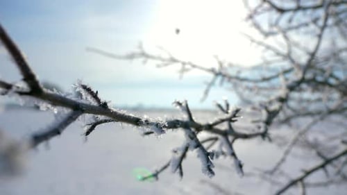 Close-up Ice Covered Hoarfrosted Tree Branches. Rime Ice Crystals Snowflakes. Macro Frozen Nature.