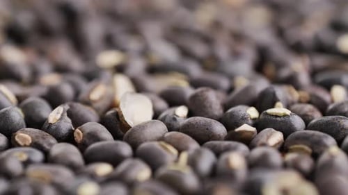 Urad Whole Lentil Black Beans Seeds Nuts Grains Plants Close Up Raw Chinese Soy Bean in Supermarket