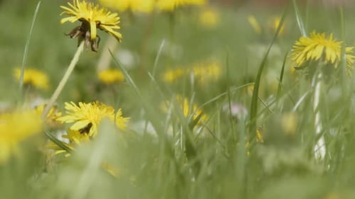 Blühender Löwenzahn tanzt in der Frühlingsbrise. Platz für Titel.