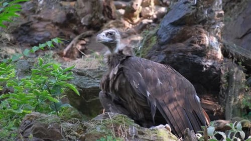 Ein Vogel mit scharfem Schnabel und Federn thront auf einem Felsen im Dschungel