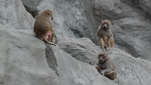 Gruppe von Pavianen, die auf einem Felsen sitzen