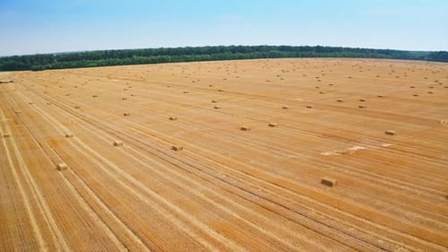 Stripy mowed wheat field with packs of hay left on it. Drone flying over the huge farmland.