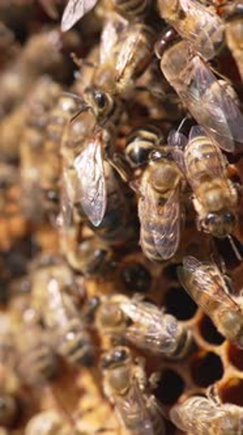 Beekeeping wax insects summer honeycombs. Close up of bees working in the hive. Vertical video