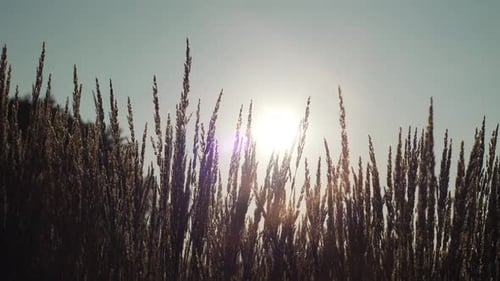 Sunlight Streaming Through a Field of Grass Creates a Serene Atmosphere As the Blades Sway Gently in