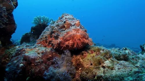 A well-camouflaged scorpionfish rests on a colorful reef in Mauritius. A master of disguise