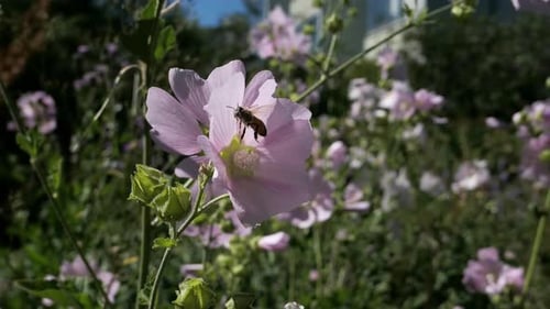 Bee pollinating Malva flowers in meadow and flying away, Malva thuringiaca, garden tree-mallow