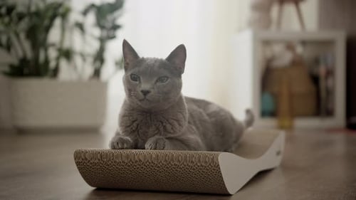 Relaxed Grey Cat Lounging on Cardboard Scratcher