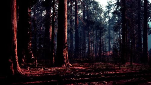 Majestueuse tour de séquoias dans une forêt sereine en début de soirée
