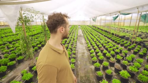 Man Inspecting Plants in a Greenhouse