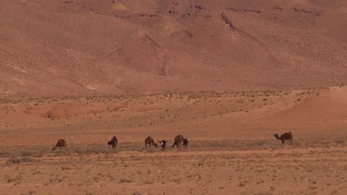 Dromedarys in westsahara, mauritania and morocco