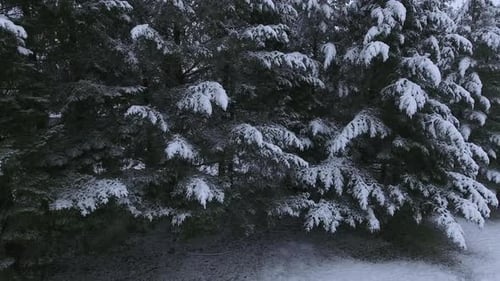 Snow covered trees in a winter wonderland aerial view of Oregon USA