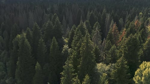 Dense Forest and Treetops Drone Video