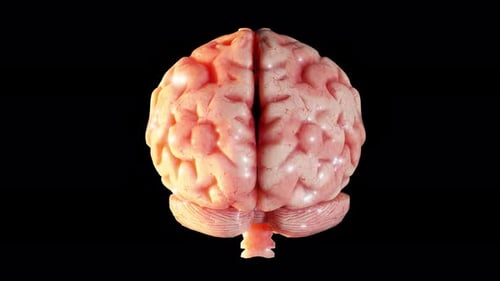 3D Brain Rotating Isolated on Black Background Loop Animation