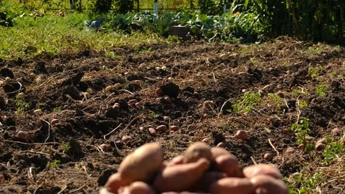 Harvest Potatoes in the Garden Selective Focus