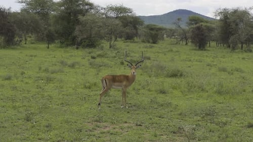 Lone Impala Standing Alert in the Serengeti