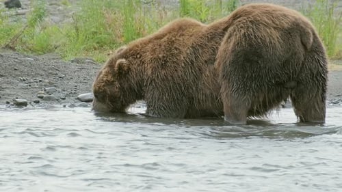 Brown Bear Eating Fish in River Water
