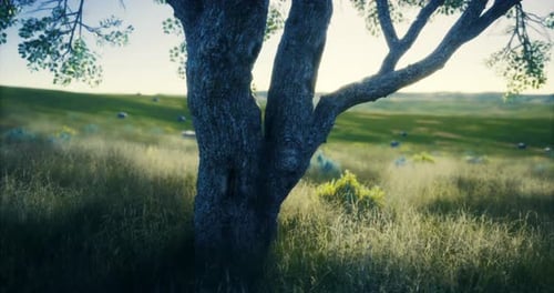 Majestic Tree Stands in a Lush Field During Golden Hour at Sunset