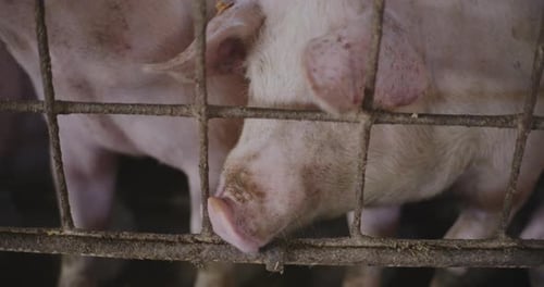 Pigs Behind a Metal Fence on a Farm