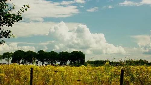 The beautiful field that full of wildflowers in the summer with clouds and blue sky.
