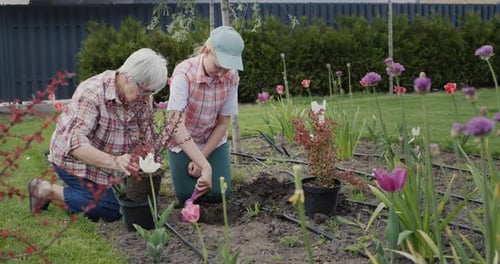Grandmother and Granddaughter Plant Flowers Together in the Backyard of the House