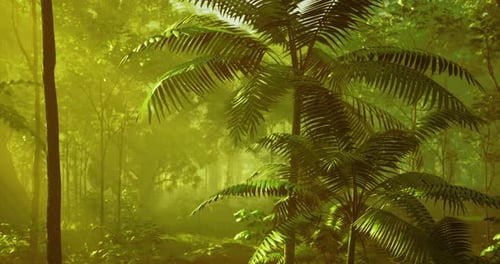 Lush Green Tropical Forest with Sunlit Ferns and Tranquil Atmosphere