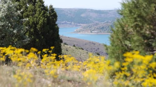 Yellow Flowers And Dam Lake