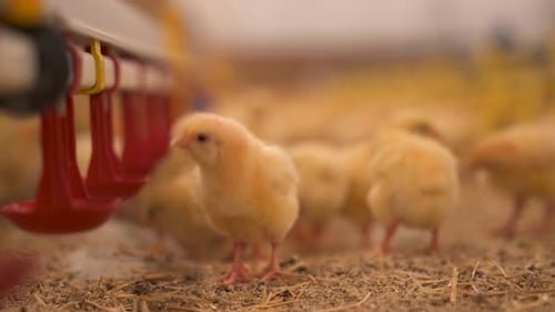 Curious Fuzzy Young Chickens Inside a Barn