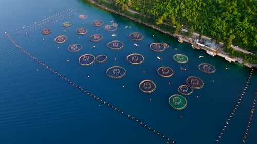 A Sea Farm on the Coast Featuring Circleshaped Net Structures Where Mollusks Fish and Shrimps are