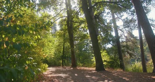 Sunbeams Shining Through Natural Forest of Beech Trees Ferns Covering the Ground