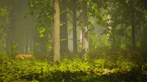 Sunlight in the Green Forest at Spring Time