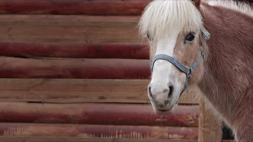 Mammal Animal Horse In Barn 5
