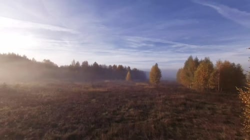 Gelbe Blätter an den Bäumen. Ein FPV-Drohnenflug im Herbst zwischen Birken mit gelben Blättern