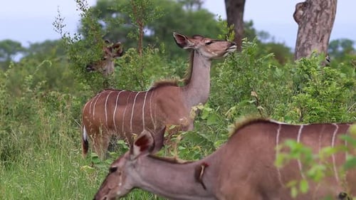 Eine Herde weiblicher Kudus und Zebras, die sich an einem windigen Sommertag von den üppigen grünen Büschen ernährt, Kruger Nat