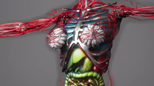 Female Human Anatomy 3D Model with Internal Organs and Vascular System