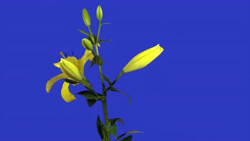 Yellow Lily Blooming in Time Lapse on Blue