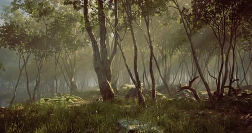 Serenity in a Misty Forest at Dawn with Lush Greenery and Tranquil Atmosphere