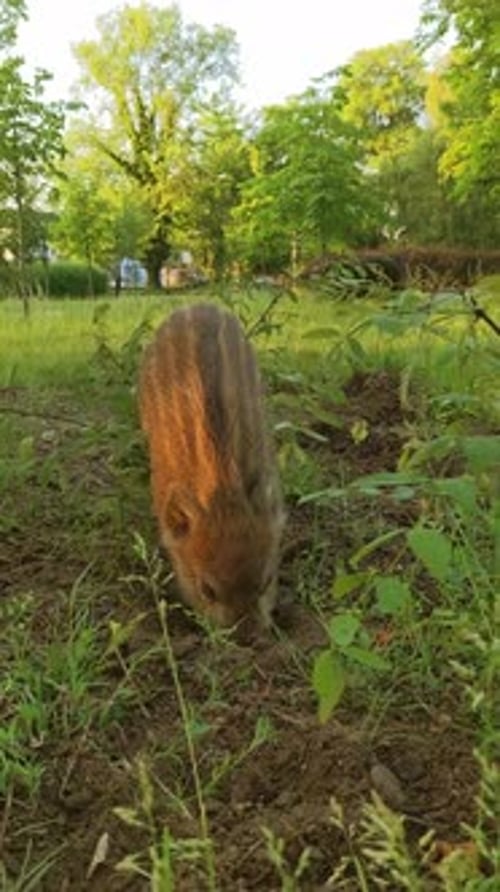 Striped piglet of a wild boar digs the ground in a city park in search of food.