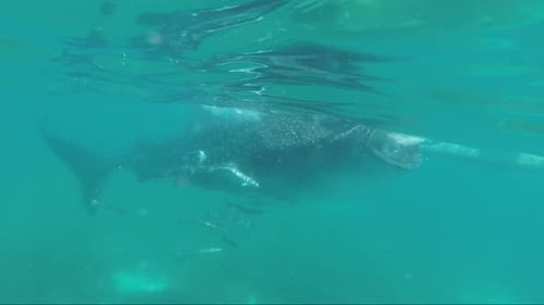 Huge Whale Shark Swimming with a School of Fish at Oslob Cebu, Philippines