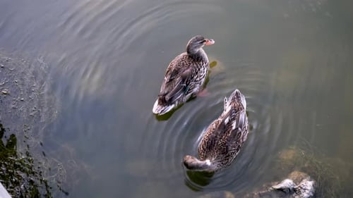 Two Ducks Swimming in Pond preening feathers
