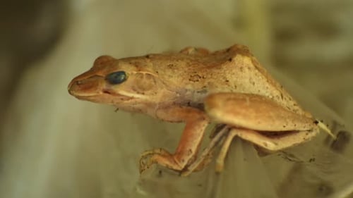 Der
Frosch gehört zu den Amphibientieren, die an Land und im Wasser leben können. Frösche während des Tages. Nahaufnahme