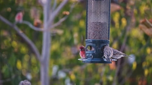 Small Red Bird Defends Food in Slow Motion Flight, Golden Sunset Glow. Male House Finch Eats Meal an