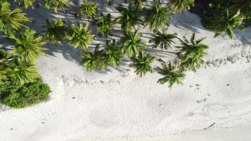 Tropical Beach with Palms and Blue Ocean in Maldives Aerial Top View