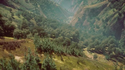 Aerial Forest Scenery European Fores