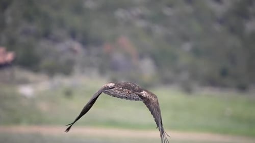 Golden Eagle flying in slow motion over green landscape