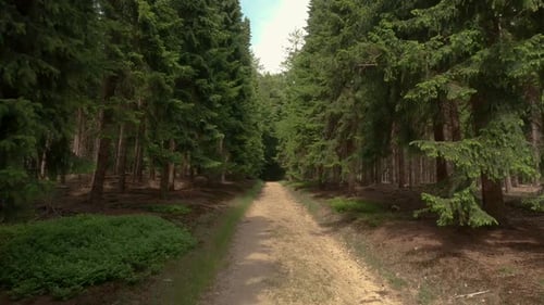 Moving forward along the forest path on a sunny day.