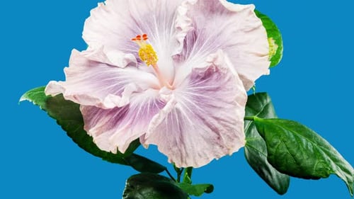 Pale Pink Hibiscus Blossom Blooming Time Lapse